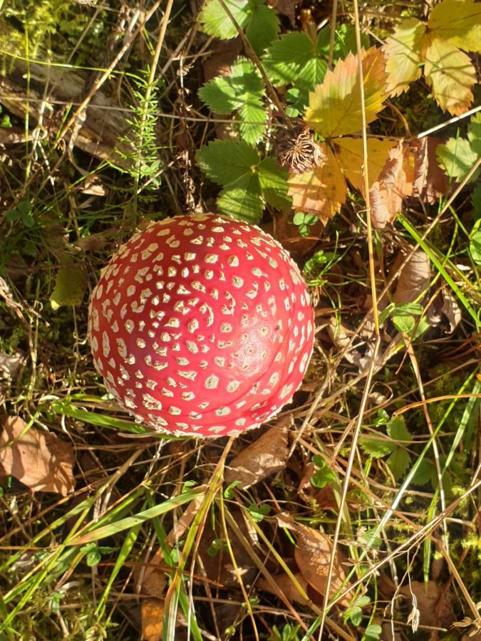 Siedlisko Pod Aniolem